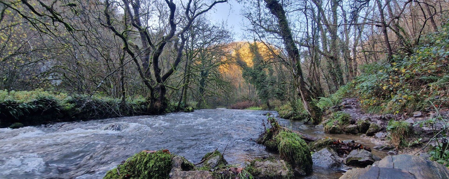 River flowing through wooded banks River flowing through wooded banks