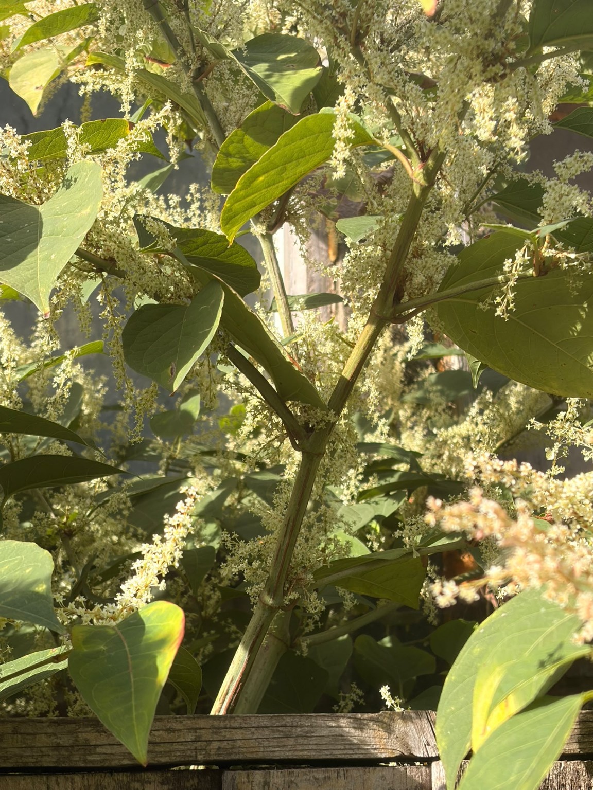 Close-up of Japanese knotweed leaves and white flowers Close-up of Japanese knotweed leaves and white flowers