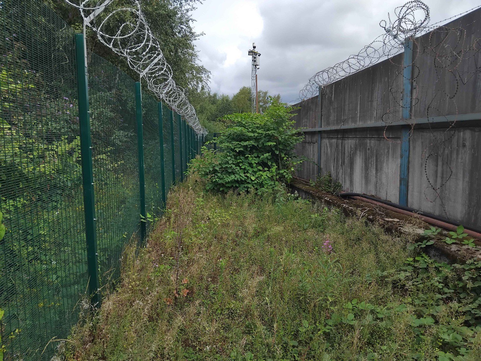 Japanese knotweed growing in a narrow fenced site corridor Japanese knotweed growing in a narrow fenced site corridor