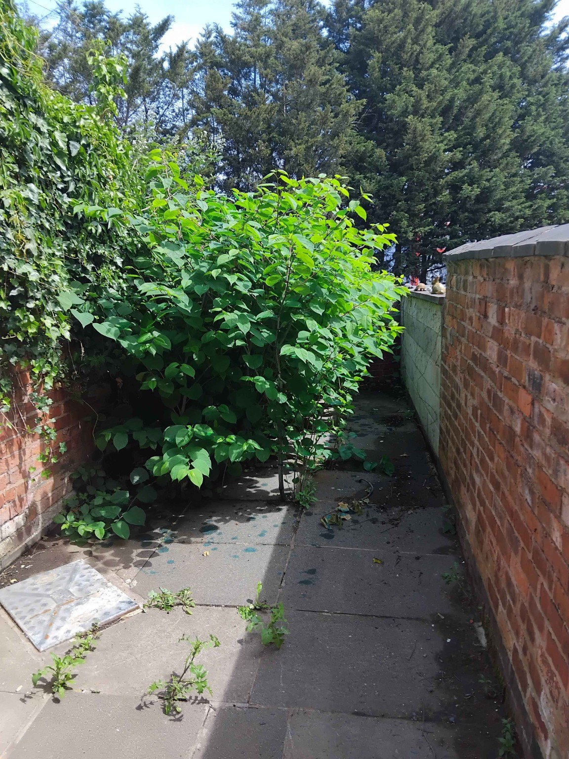 Japanese knotweed growing beside a paved path between brick walls