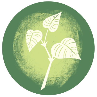 Derby Knotweed Co. Ltd Logo